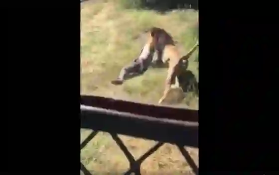 Un hombre fue cazado por un león y las imágenes quedaron registradas (VIDEO)