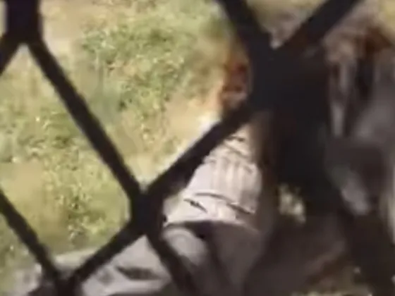 ¡Impactante! Un hombre fue atrapado por un león. Video