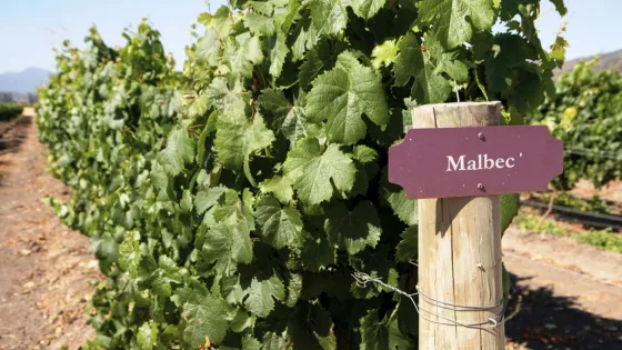 Cafayate se prepara para el día mundial del Malbec
