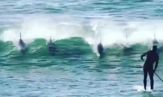 ¡Impactante! Surfista fue salvajemente  atacado por delfines. Video