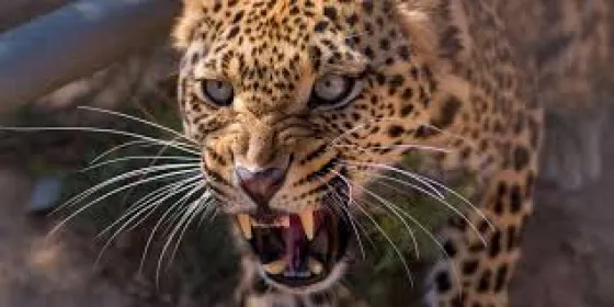 ¡Terrible! Un niño de tres años fue devorado por un leopardo