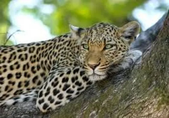 Un leopadro se comió a un niño en Uganda