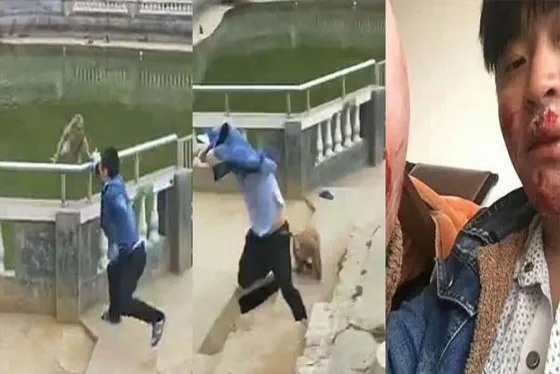 Mono vengativo: Fue molestado por un turista y reaccionó así (VIDEO)