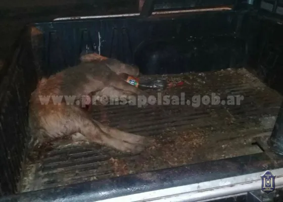 Quisieron robar un chancho y los agarraron in fraganti