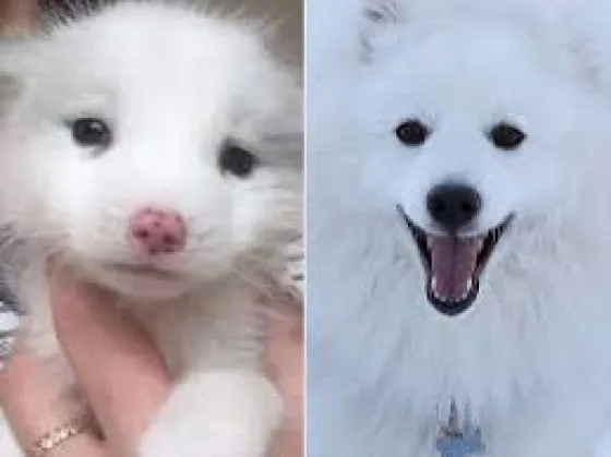 Compró un perro pero no ladraba. Mirá lo que descubrió