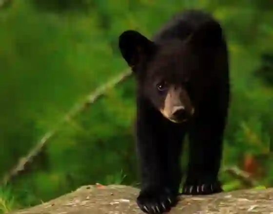 Creían que criaban a un perro y era un oso