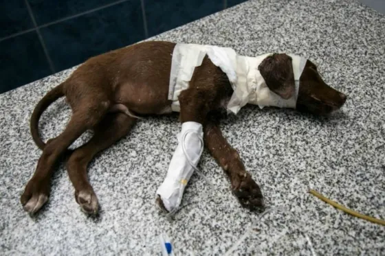 Comienza el juicio contra un hombre que despellejó vivo a un cachorro