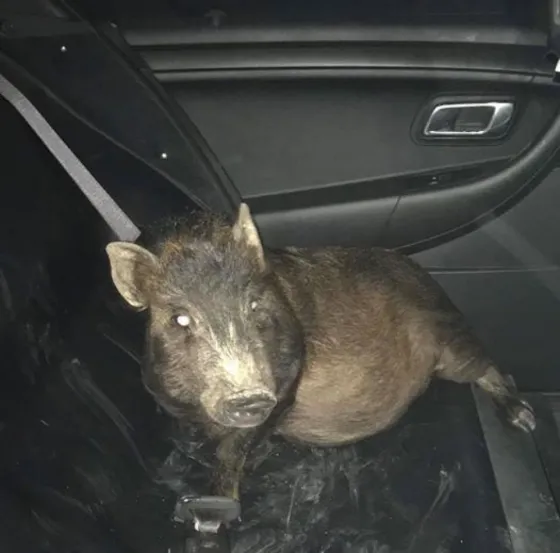 Un hombre hizo una denuncia porque era perseguido por un cerdo