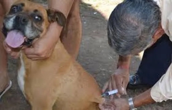 Se realiza la vacunación antirrábica en Parque Belgrano