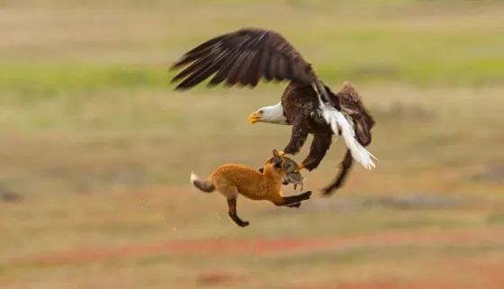 Impactantes imágenes de una pelea a muerte entre un águila y un zorro