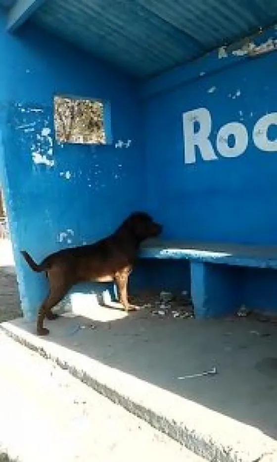 INCREIBLE: Perro militante en Río Negro
