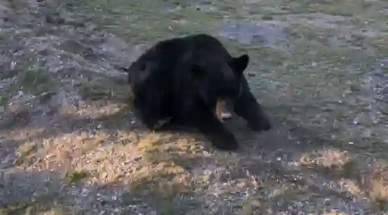 Un oso gigante se metió en el comedor de una casa. VIDEO