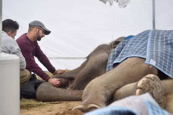 Conmoción: Murió "Pelusa" la elefanta y cierran el zoo de La Plata