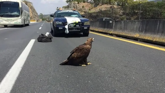 Un ágila apareció en media carretera en Jalisco