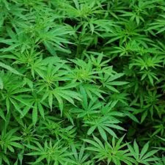 Uruguay busca aumentar la producción de marihuana
