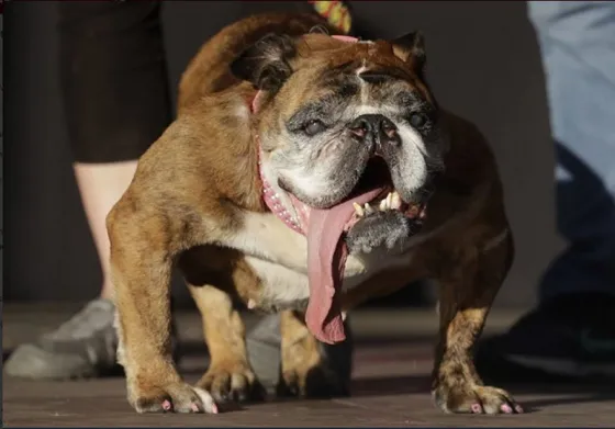 Enterate quién ganó el concurso del perro más feo del mundo