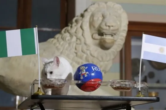 Un gato eliminó a Argentina del Mundial. VIDEO