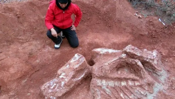 Descubren el primer dinosaurio gigante en una provincia argentina