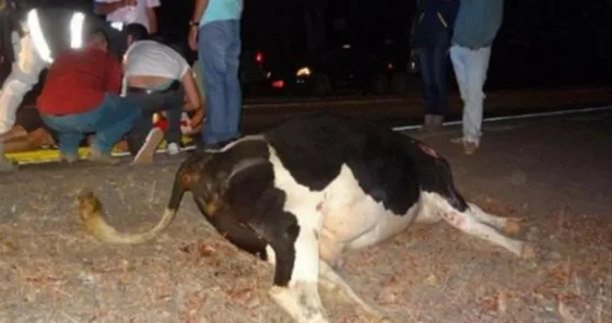 Tartagal: motociclista fallece tras chocar una vaca