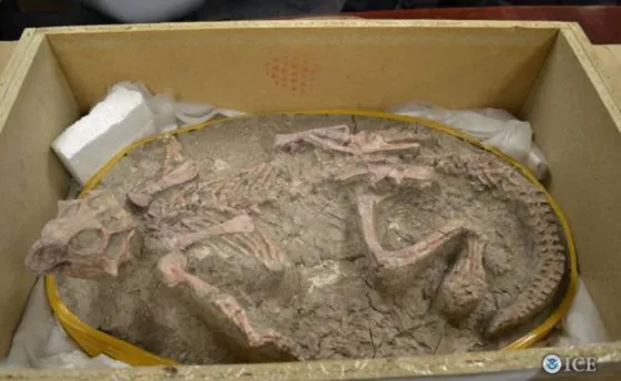 Encontraron los huevos de un dinosario de 70 millones de años en Argentina