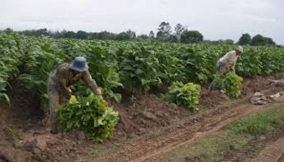  7 mil familias dejarán de percibir el pago del Programa Intercosecha