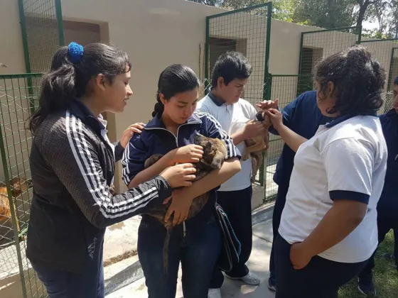 Bienestar animal: Ya se realizaron más de 7 mil castraciones