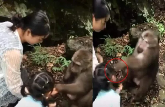 VIDEO: Mono le provoca un nocaut a una niña que le daba de comer