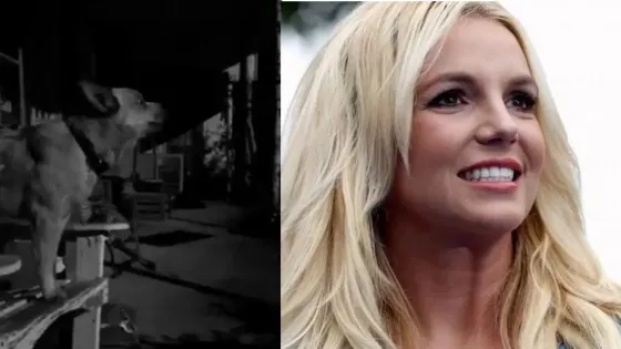 ¡Desopilante! Un perro interpreta “Toxic” de Britney Spears y es furor en las redes. Video