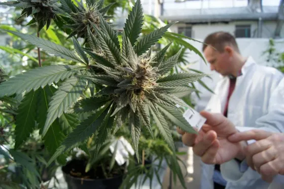 Cannabis medicinal en Jujuy: Ya hay 45 pacientes en lista de espera