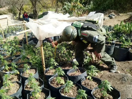 Encontraron más de 1500 plantas de marihuana en una finca