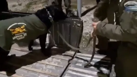 Perro antinarcóticos detectó 28 kilos de marihuana en una camioneta. VIDEO