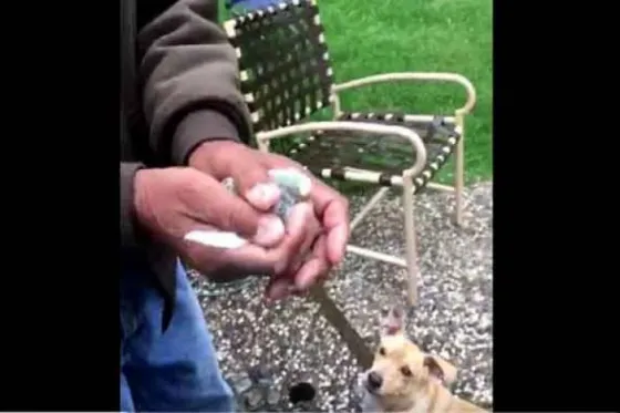 Liberan a un pájaro pero no sale como esperaban. Video