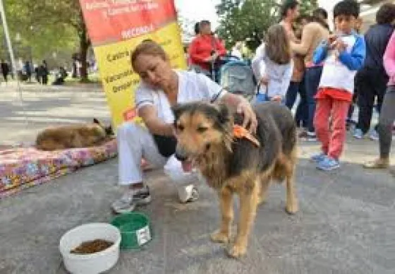 Los perros peregrinos tendrán cintas de colores para su identificación