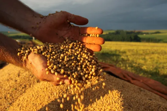 Cayó el precio internacional de la soja y complica a la Argentina