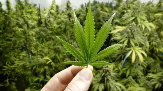 Intensa búsqueda de "catadores de cannabis"