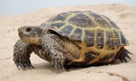 Tras una fiesta sexual, le encontraron una tortuga muerta en su interior