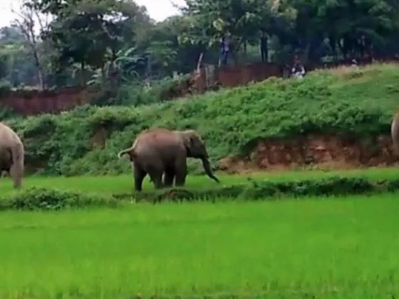 Estremecedor: Un elefante persiguió y aplastó a un niño (VIDEO)