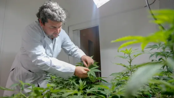 Por primera vez, cultivan marihuana en una Universidad de Argentina