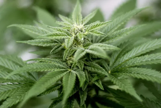 En Jujuy comenzó el debate sobre la producción de cannabis