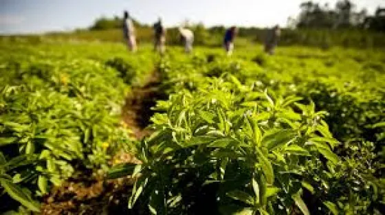  Conocé los productos que fueron prohibidos por la ANMAT