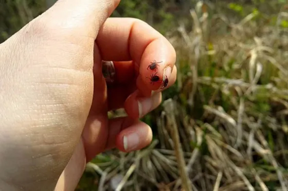 Alerta por casos de "rickettsiosis", enfermedad transmitida por garrapatas