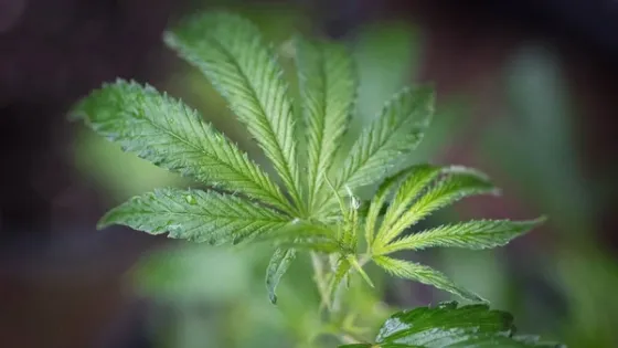Gran Bretaña autoriza el cannabis terapéutico