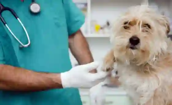 Conocé el cronograma de castración y vacunación de mascotas