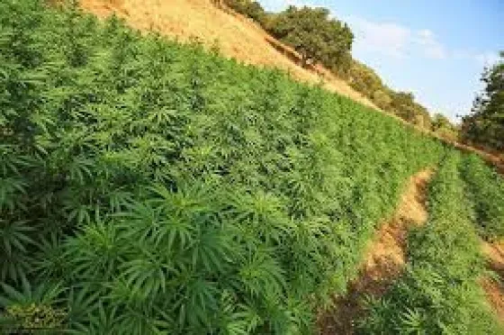 Aseguran que sería ideal para los productores de tabaco cultivar Cannabis