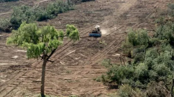 Denunciaron y aplicaron multas por desmontes ilegales en Anta y Orán
