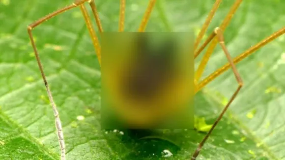 Increíble hallazgo de una araña con cara de perro (VIDEO)