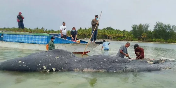 Una ballena murió y no podían creer lo que había en su interior