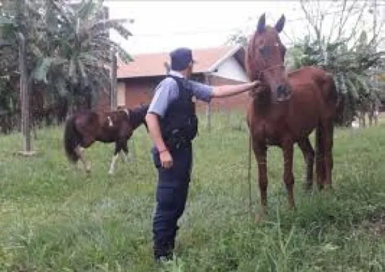 Robó una yegua y la vendió dos veces
