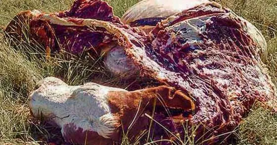 Detienen a un empleado municipal por robar una vaca