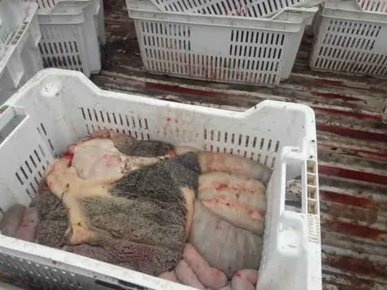 La policía decomisó carne no apta para el consumo